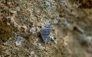 Anatase, Albite, Chlorite Group
