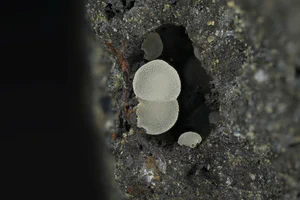 Calcite
