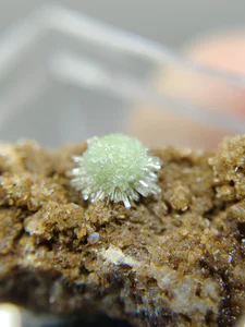 Ludlamite